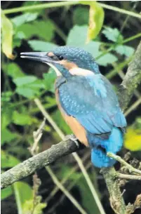  ??  ?? Kingfisher­s perching on a branch