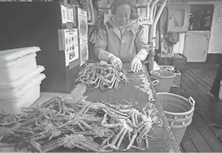  ?? PHOTOS PROVIDED BY NOAA FISHERIES/TNS ?? During a 2021 survey of the Bering Sea, Joletta Silva, a contractor with NOAA Fisheries, measures the size of snow crab, which were found to be in steep decline.