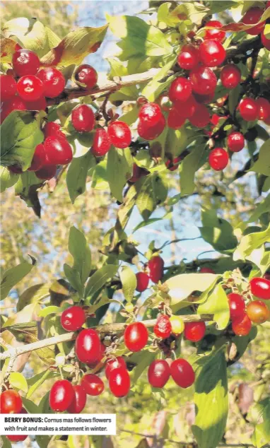  ?? ?? BERRY BONUS: Cornus mas follows flowers with fruit and makes a statement in winter.