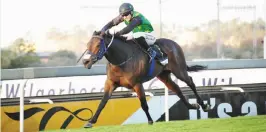  ??  ?? NEW GAMEPLAN . . . Different tactics will be used on Sun Met favourite Legal Eagle in Saturday’s R5 million race over 2 000m at Kenilworth.