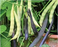  ??  ?? HARVEST
TIME: A selection of newly picked allotment crops, top, and, above, French beans including Purple Teepee