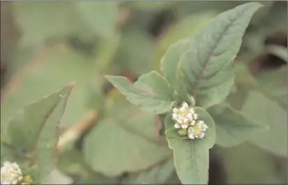  ?? Wikimedia Commons ?? Above, Polygonace­ae, a smartweed that attaches to peach trees, shown here in Nepal. Below, Persicaria, a type of smartweed commonly found on the East Coast, here in Nags Head, North Carolina. These types of weeks can raise havoc in your garden if don’t...