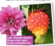  ??  ?? Left, ‘Olympic Double’ flowers and, right, pre y salmonberr­ies