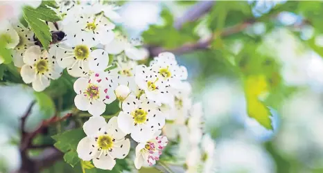  ??  ?? NATURAL ATTRACTION: The flowers of the hawthorn are a magnet for pollinatin­g insects, and provide shelter for birds.