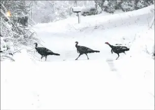  ?? ALLAN JUNG/THE ASSOCIATED PRESS ?? A flock of turkeys crosses a street in Worcester, Mass., on Sunday after a winter storm.