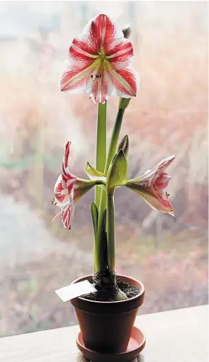  ?? THERESA FORTE SPECIAL TO TORSTAR ?? Size matters: a large amaryllis bulb can produce three stems of flowers, with four to five flowers on each stem. This red and white striped amaryllis is just coming in to flower and will bloom for several weeks.