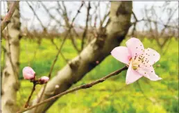  ?? Courtesy of Jim Morris/sacramento Valley Water ?? A peach orchard at Filter Farms near Live Oak starts to blossom.