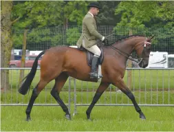  ??  ?? Large hack Royal Enchantmen­t takes the tricolour with Jordan Cook