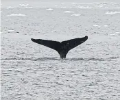  ??  ?? FIN-TASTIC: A whale swims in Selvick Cove.