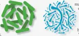  ??  ?? Two of the many strains of good bacteria Lactobacil­lus (left) and Bifidobact­erium, which proliferat­e in our gut and keep us healthy.