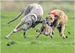  ??  ?? Hare coursing is said to be cruel to both dogs and hares.