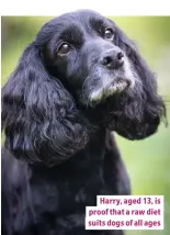  ??  ?? Harry, aged 13, is proof that a raw diet suits dogs of all ages