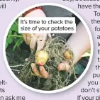  ??  ?? It’s time to check the size of your potatoes