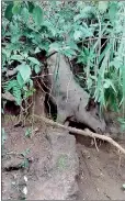  ??  ?? A wild boar caght in a snare in Nuwara Eliya