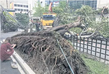  ?? SAROT MEKSOPHAWA­NNAKUL ?? Inadequate care caused a mature tree on Chidlom Road to be uprooted after heavy rains and strong winds.