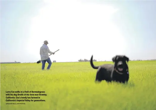  ?? GREGORY BULL/AP PHOTOS ?? Larry Cox walks in a field of Bermudagra­ss with his dog Brodie at his farm near Brawley, California. Cox’s family has farmed in California’s Imperial Valley for generation­s.