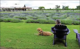  ?? JANET PODOLAK — THE NEWS-HERALD ?? A visitor relaxes with his dog as the scent of lavender wafts over them at La Maison Lavande in the southern Laurentian­s.