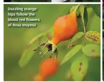  ??  ?? Dazzling orange hips follow the blood red flowers of Rosa moyesii