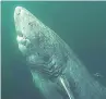  ??  ?? OLDIE Greenland shark