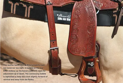  ??  ?? This leather back cinch is fitted properly— not too loose nor too tight. It fastens to the rear billet midway up the horse’s side with room for adjustment up or down. The connecting hobble is tightened to keep the cinch slightly forward of vertical and...