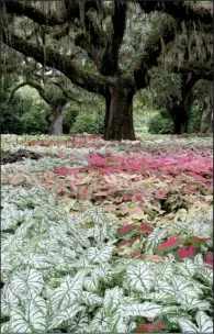  ??  ?? “White Christmas” and other caladiums brighten a shady landscape.