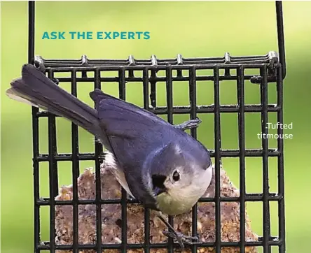  ??  ?? Tufted titmouse