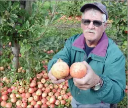  ?? The Daily Courier ?? Fred Steele, the BCFGA’s president for the past five years, has sold his Kelowna orchard and is retiring from farming.