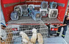  ?? Foto: Berufsfeue­rwehr ?? 19 Hunde, die in Käfigen in einem Auto eingesperr­t waren, sind von der Feuerwehr am Dienstag ins Tierheim gebracht worden.