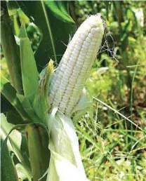  ??  ?? Salazar was particular­ly surprised to harvest 600 kilos of the sweet waxy corn variety from his corn plantation after using Amino Plus Foliar Fertilizer.