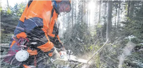  ?? ARCHIVFOTO: ROLAND RASEMANN ?? Beim Zersägen einer Buche kommt es in einem Waldstück bei Jungnau zu einem Unfall. Der Waldarbeit­er hat Glück, dass ihn ein zufällig vorbeikomm­ender Jäger findet.