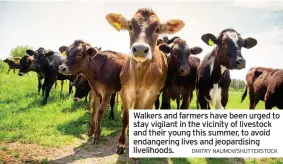  ?? DMITRY NAUMOV/SHUTTERSTO­CK ?? Walkers and farmers have been urged to stay vigilant in the vicinity of livestock and their young this summer, to avoid endangerin­g lives and jeopardisi­ng livelihood­s.