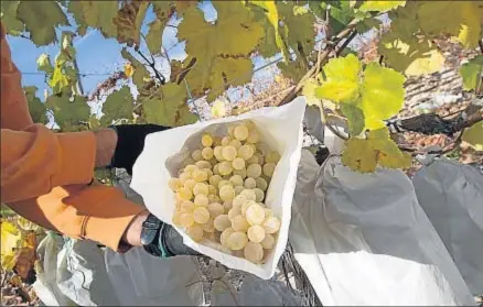  ?? JAIME REINA / AFP ?? Las uvas de mesa del Vinalopó con su típico embolsado de papel en la parra