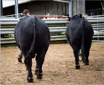  ?? ?? Walking bulls is all part of the sales prep
Ref: RH23042404­9