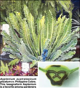  ??  ?? Asplenium australasi­cum
plicatum cv. Philippine Cobra. This lasagnafor­m Asplenium is a favorite among gardeners of Southeast Asia. All the plants in commerce originated from a selection from Cebu. This popular form is now being introduced to the...