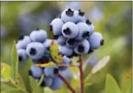  ?? ROBERT F. BUKATY — THE ASSOCIATED PRESS FILE ?? In this file photo, wild blueberrie­s await harvesting in Warren, Maine. A trade group said the state’s wild blueberry crop fell sharply during the summer of 2017, to land below 100million pounds for the first time in four years.