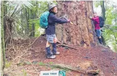  ?? Photo / Supplied ?? The Hug Tree gets a lot of attention on the Waitahinga Trails.