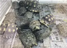  ??  ?? Tortoises at the market in Sharjah this week, where the municipali­ty says inspection­s are regularly carried out