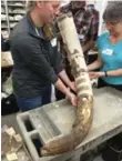  ?? MICHIGAN MUSEUM OF PALEONTOLO­GY ?? A partially reconstruc­ted mastodon tusk from the Page-Ladson site, which radiocarbo­n dating suggests was inhabited by hunter-gatherers 14,550 years ago.