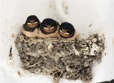  ?? Foto: imago/Frank Sorge ?? Die Schwalben kamen im richtigen Moment zurück.