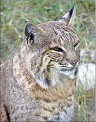  ?? PHOTOS BY KEITH SUTTON/CONTRIBUTI­NG PHOTOGRAPH­ER ?? The beautiful bobcat is the world’s most common wild felid. The species is plentiful in Arkansas and found throughout the state.