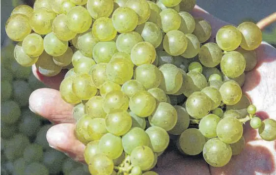  ?? ERIC WYNNE • THE CHRONICLE HERALD ?? Nova Scotia’s climate provides prime conditions for growing wine-quality grapes like these at the Grand Pre Vineyard.