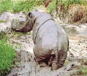  ?? FILE PIX ?? Kertam, a male Sumatran rhino, at the Tabin Wildlife Reserve in Lahad Datu.