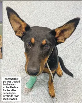  ??  ?? This young kelpie was treated by the team at Pet Medical Centre after suffering rodenticid­e toxicity last week.