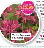  ??  ?? Nerine bowdenii ‘Favourite’