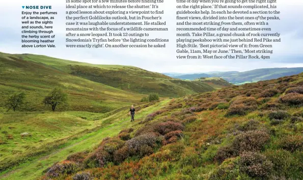  ??  ?? NOSE DIVE Enjoy the perfumes of a landscape, as well as the sights and sounds, here climbing through the herby scent of blooming heather above Lorton Vale.