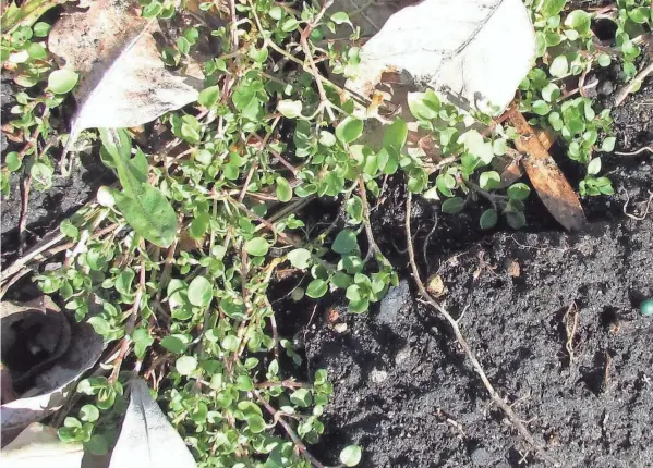  ?? JO ELLEN MEYERS SHARP ?? Tiny, star-like flowers will soon cover common chickweed, a winter annual weed. You can break the cycle by eliminatin­g these weeds before they flower this season.