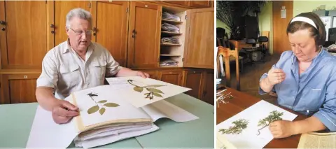  ?? ?? Научный сотрудник Андрей Скуратович более 30 лет работает с гербарием
