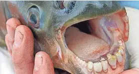  ??  ?? The South American pacu fish has human-like teeth. CREATIVE COMMONS