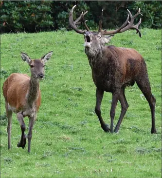  ?? Photo by Michelle Cooper Galvin ?? A Killarney stag has his eyes set on a young female in Muckross, Killarney on Friday.