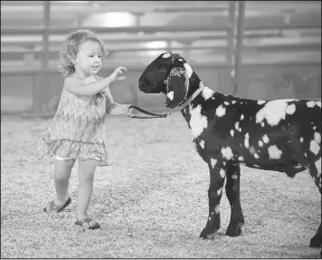  ?? FILE PHOTO/BEN GOFF ?? Kaci McGarrah of Decatur exercises her big sister’s goat Ham during last year’s Benton County Fair.